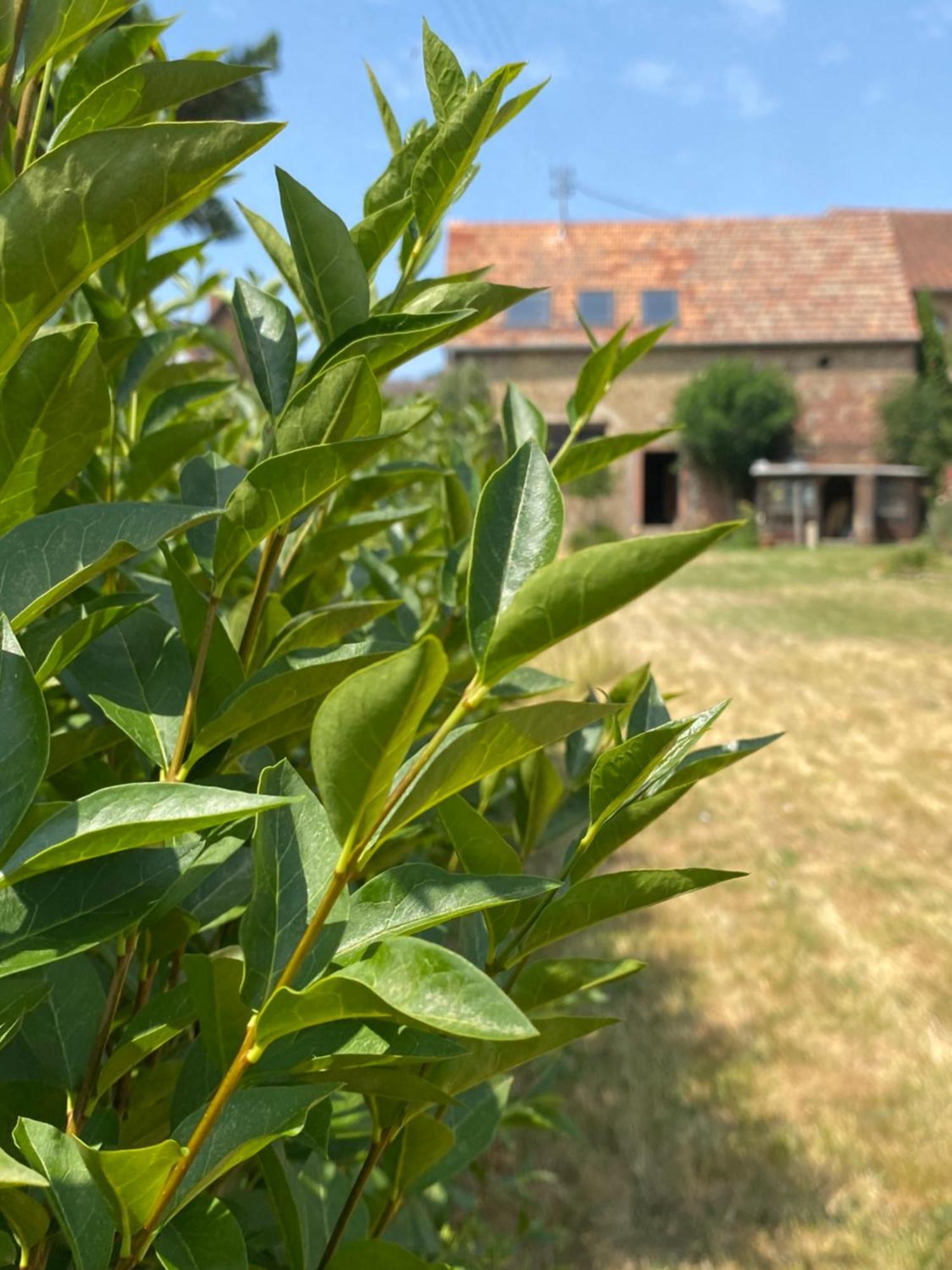 Zum Schockelgaul Gaestehaus Forst an der Weinstrasse Bagian luar foto